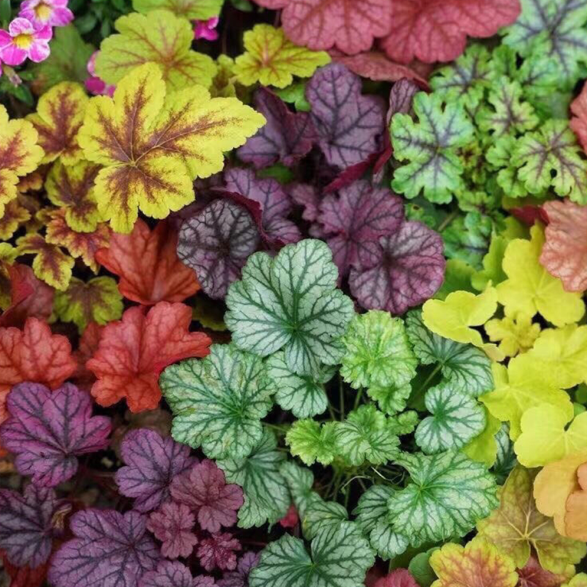 矾根花苗大苗盆栽彩叶花镜植物搭配庭院花园室外耐阴耐寒耐冻花卉