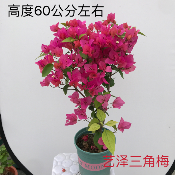 【四季同安红】三角梅庭院阳台种植花卉盆栽四季开花爬藤植物