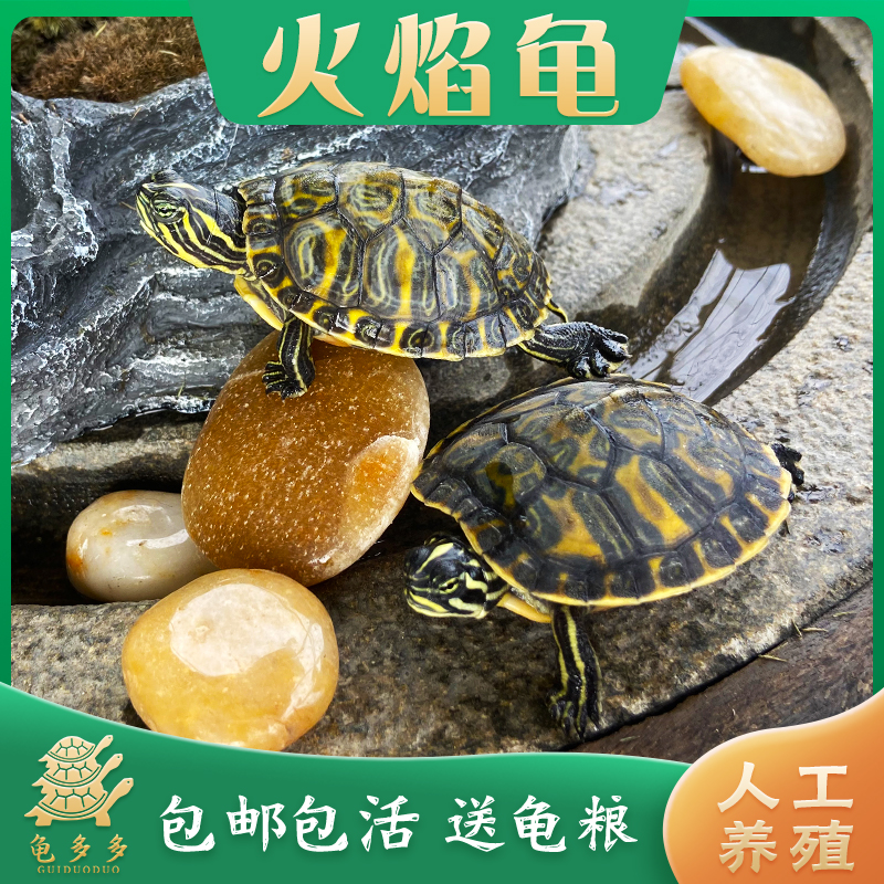 巴西龟 火焰龟 直播间选龟 直播选龟链接