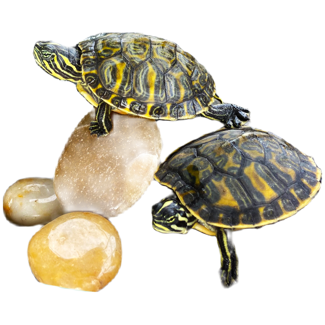 人工合法养殖 直播间选龟 直播选龟链接