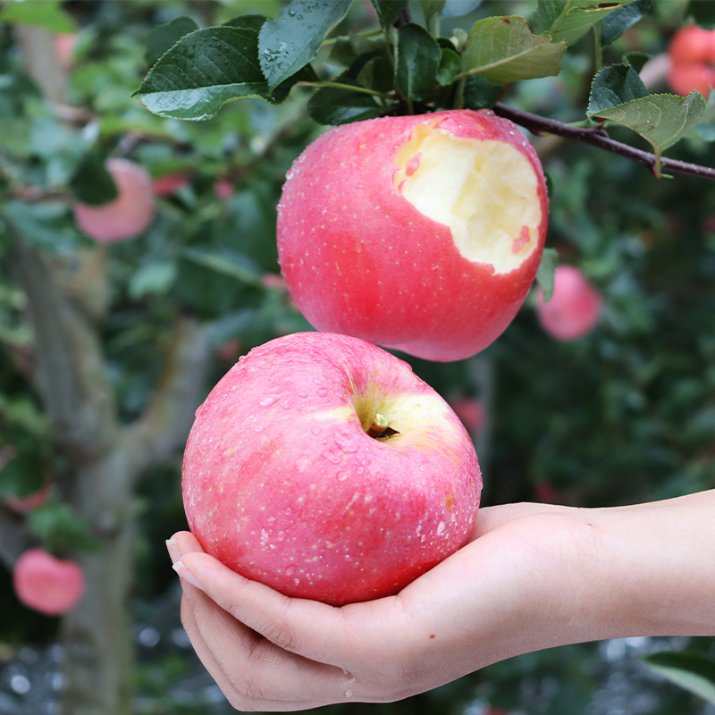 70-80mm 2024云南现摘新鲜红富士苹果新鲜孕妇水果应季苹果脆甜多