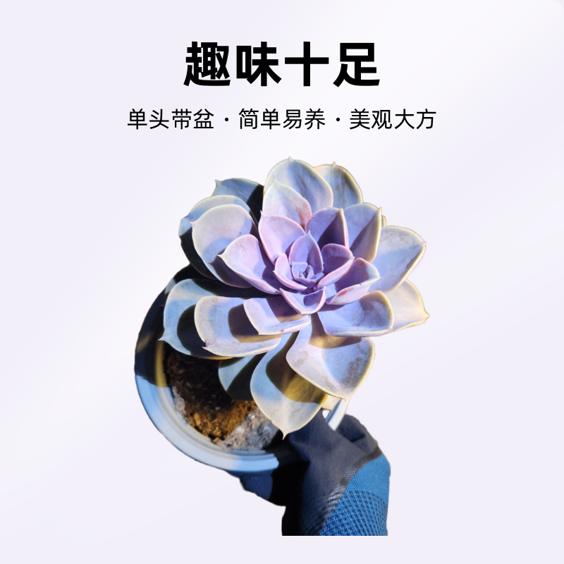 【高桩紫珍珠】精品盆栽高桩紫珍珠多肉单头带盆