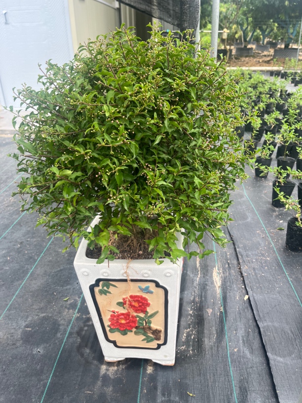 李氏樱花盆栽造型老桩盆景室内花卉植物四季好养活客厅开花绿植