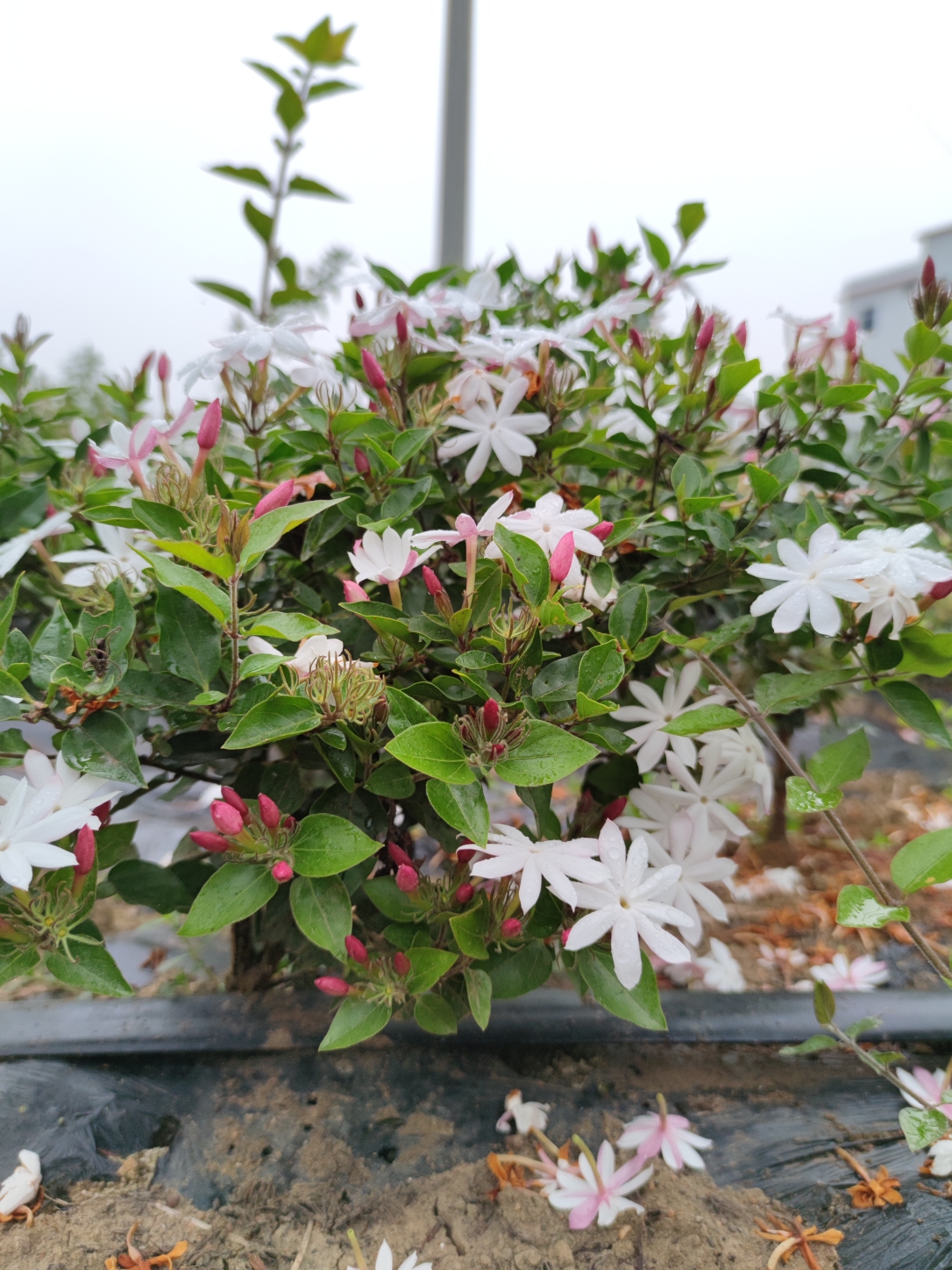 新品种单瓣粉苞栽培茉莉花盆栽清香植物窗台花卉绿植花香阳台庭院