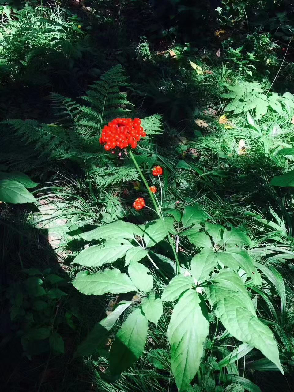 长白山脉新鲜人参