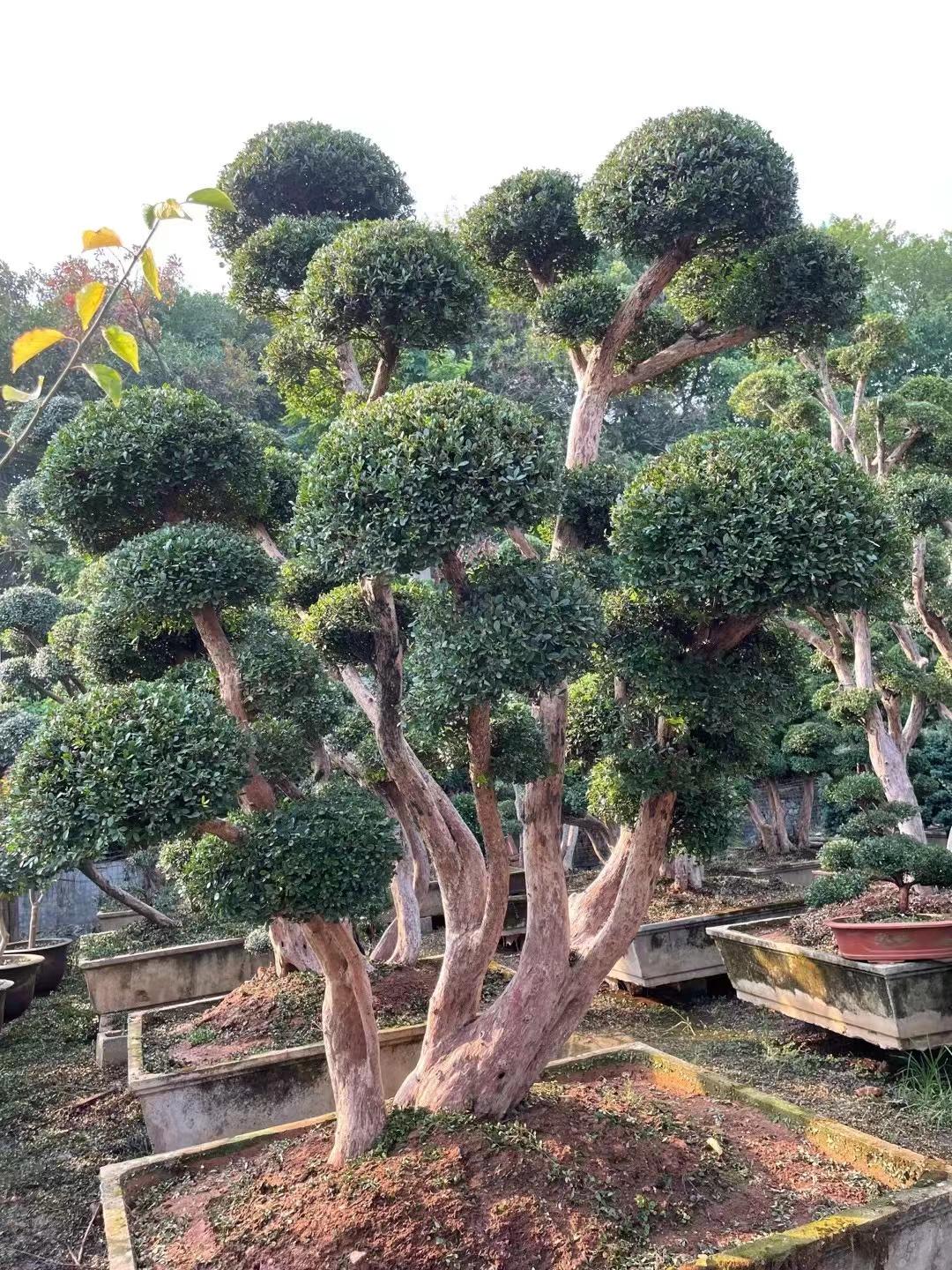 小叶赤楠绿化景观盆景造型树直播链接，四季常青不落叶，一物一拍