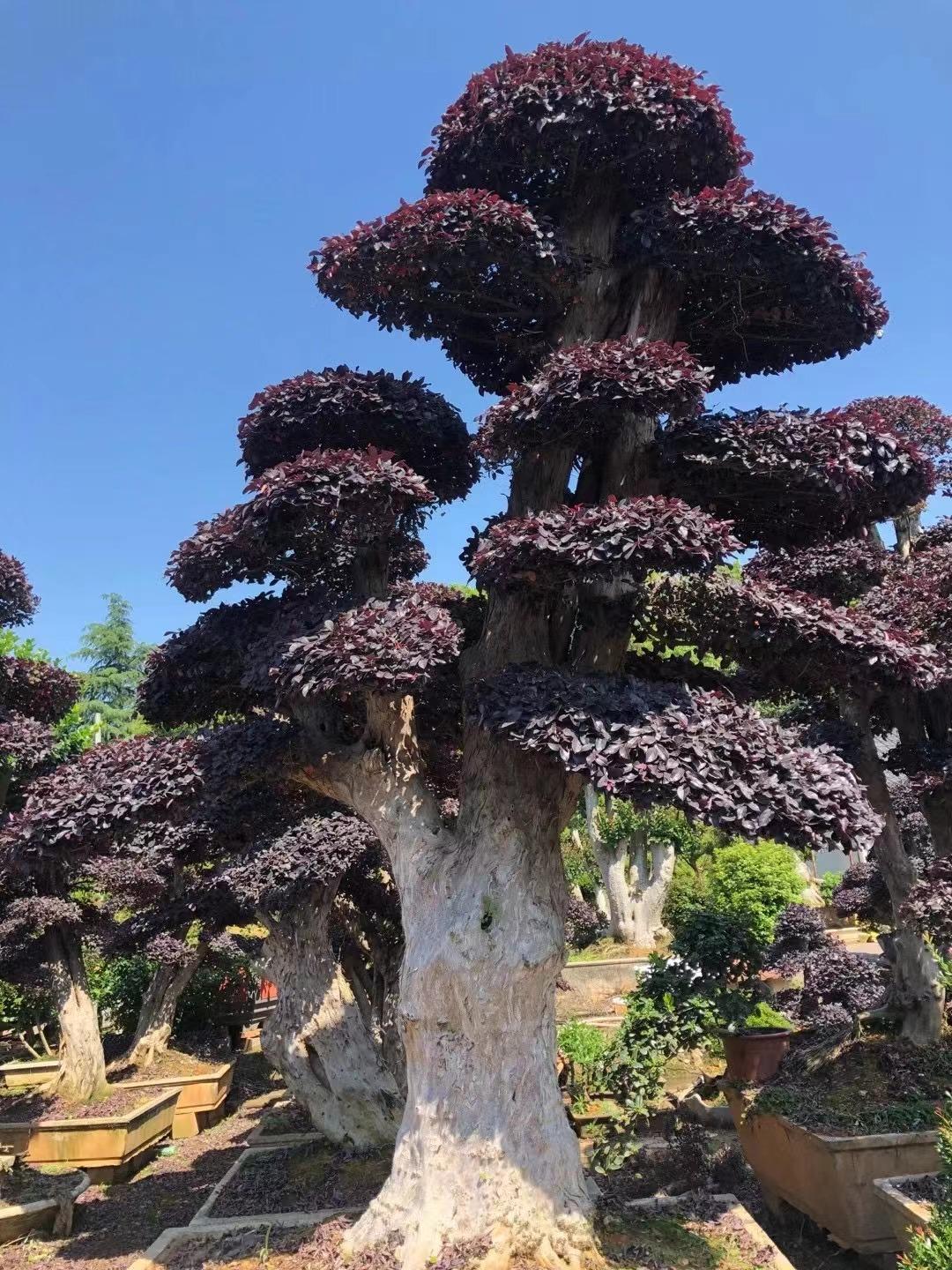 【定金】红花继木盆景造型景观树，直播链接，一物一拍