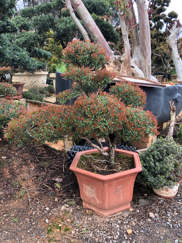 【定金】赤楠小盆景直播链接，一物一拍