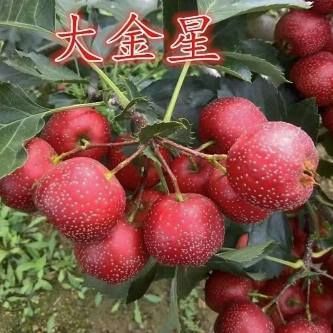 山楂树苗嫁接新品种特大号甜红子盆栽地栽南北方种植当年结果