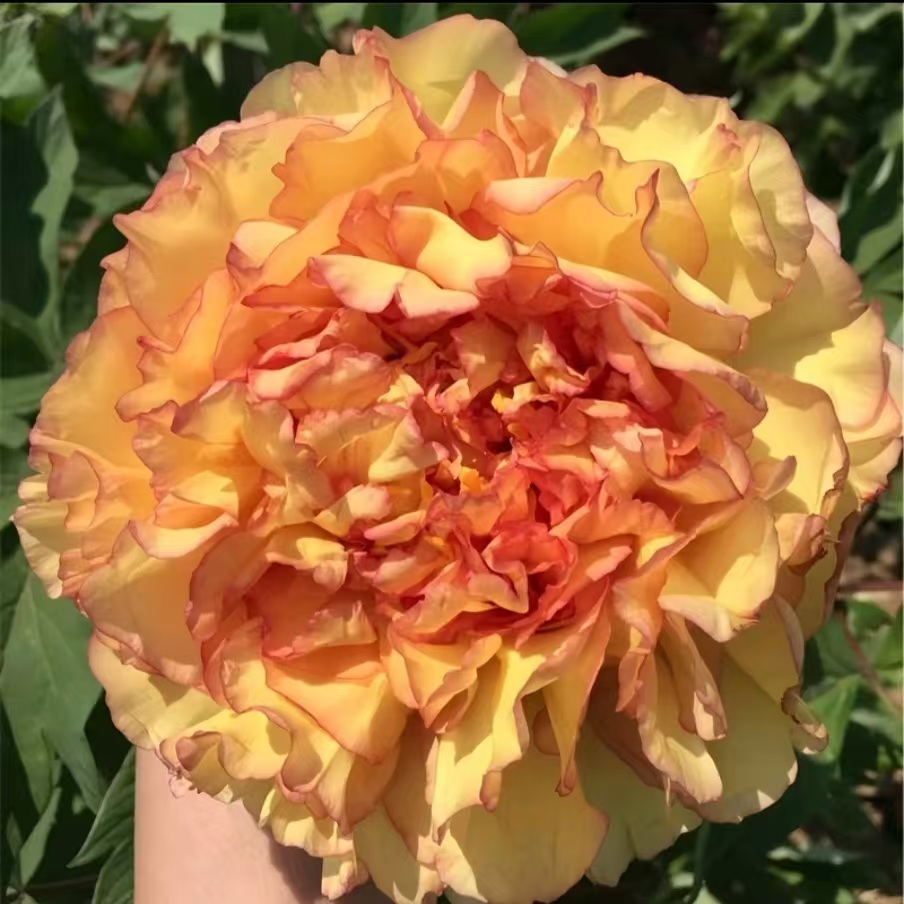 【国色天香】金阁 黄色系精品牡丹菏泽牡丹园对版发货