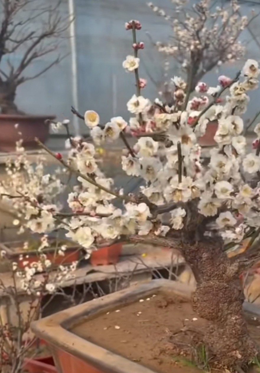 龙游梅，童子功龙游