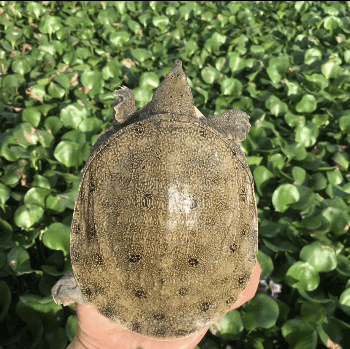 【一物一拍冷水甲鱼苗】养殖甲鱼鳖苗鲜活团鱼水鱼超萌好物