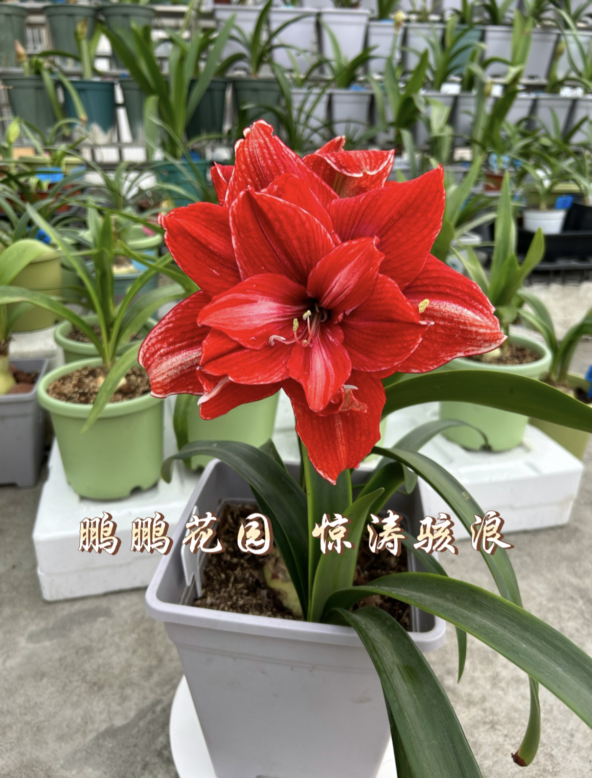台朱惊涛骇浪朱顶红中大球，红色重瓣大花，包到手鲜活不包后期养护