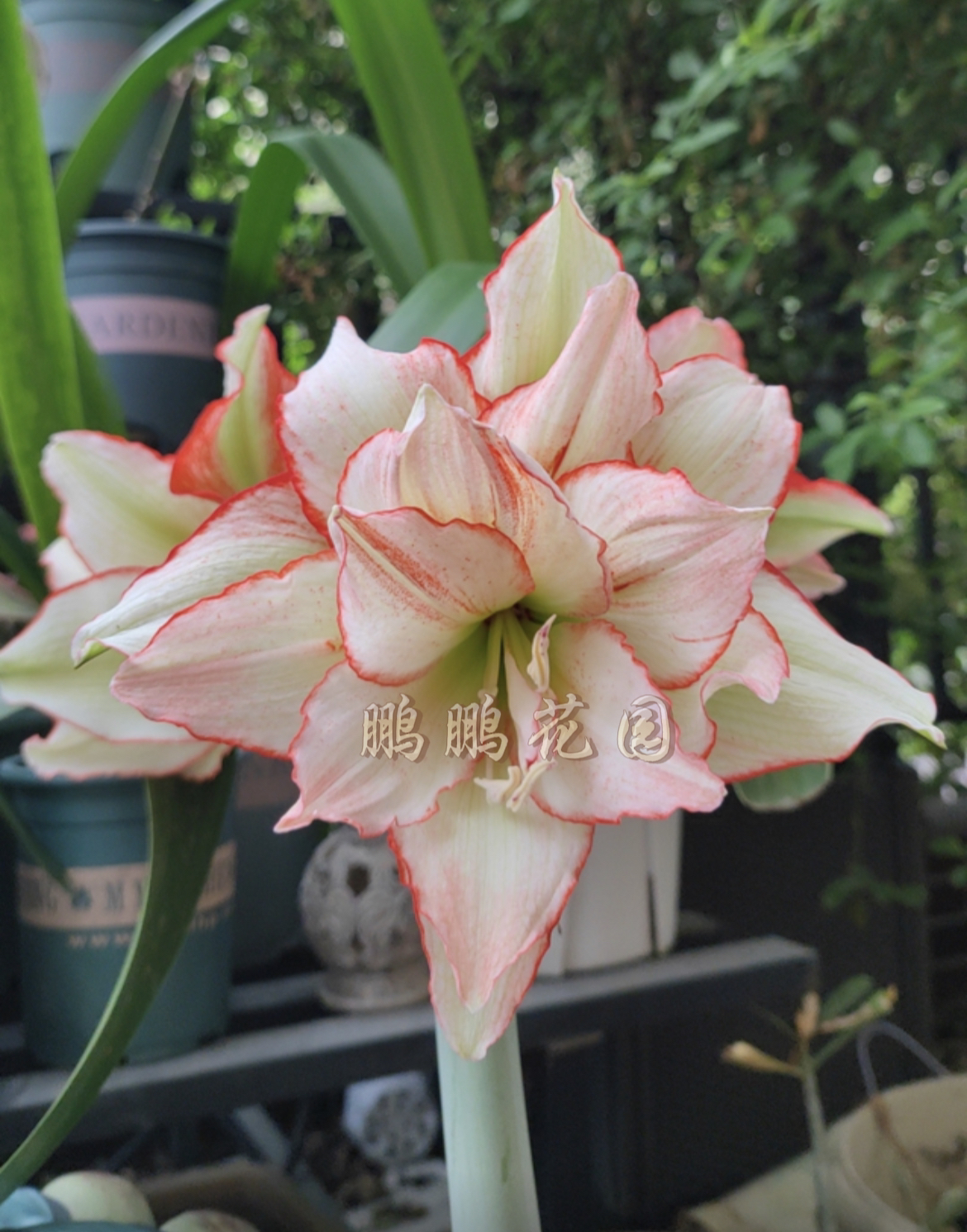 伊莲娜朱顶红小苗 测球 带盆发货 包到手鲜活，不包后期养护