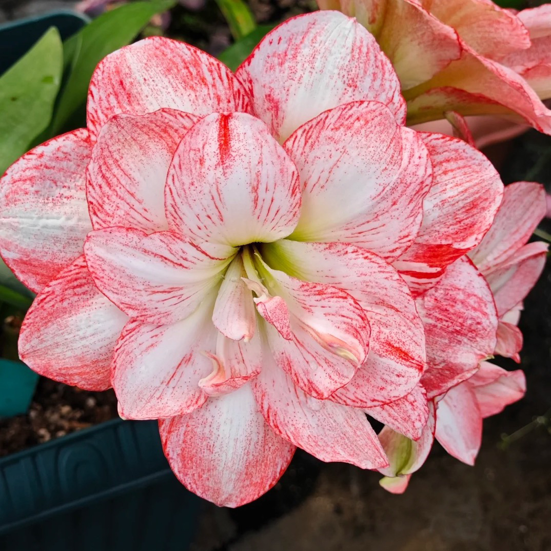 台朱丽朵香妃朱顶红 重瓣 中大球包对版包到手鲜活 不包后期养护