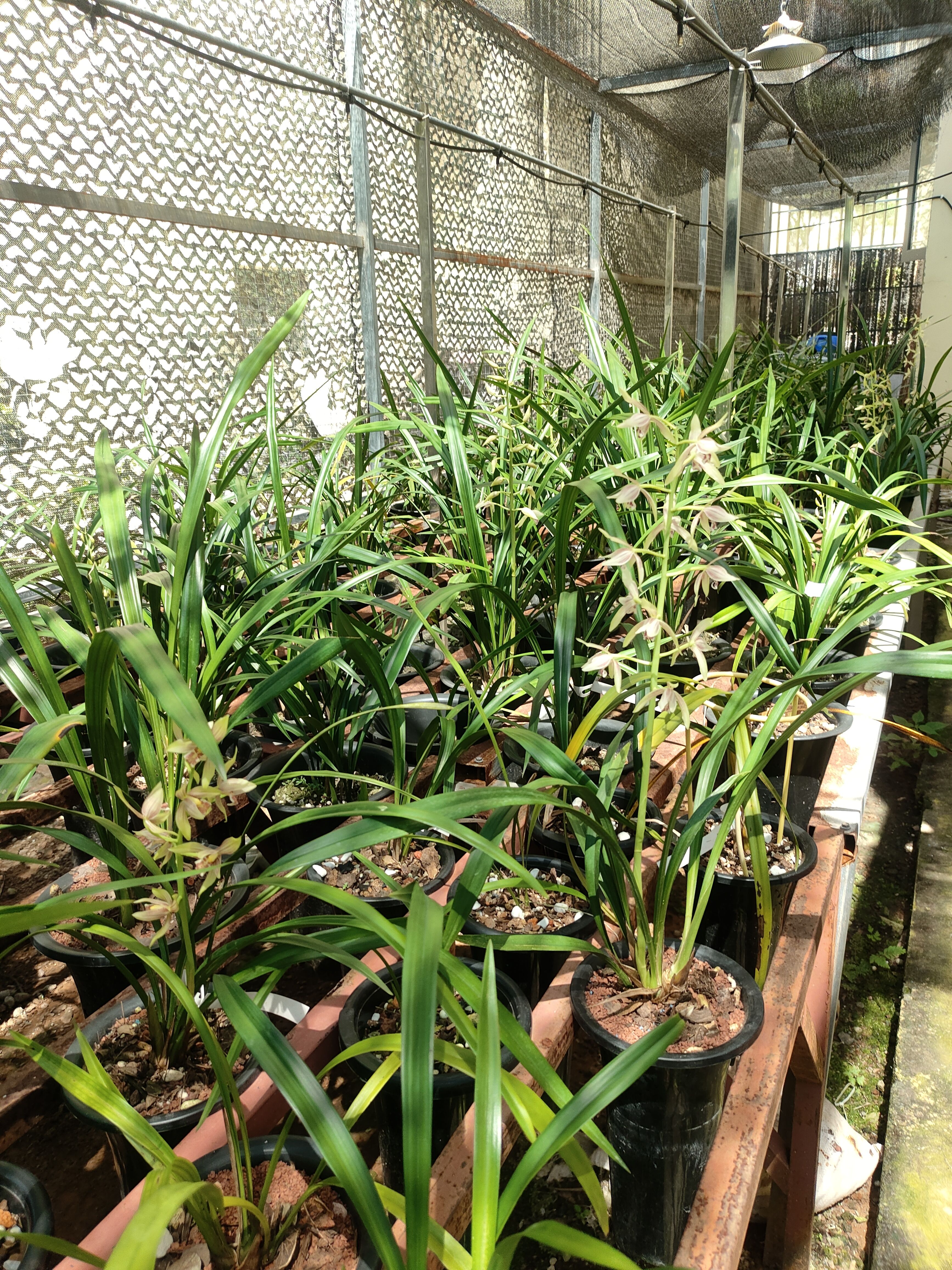 国兰 秋榜兰系列 精品兰花