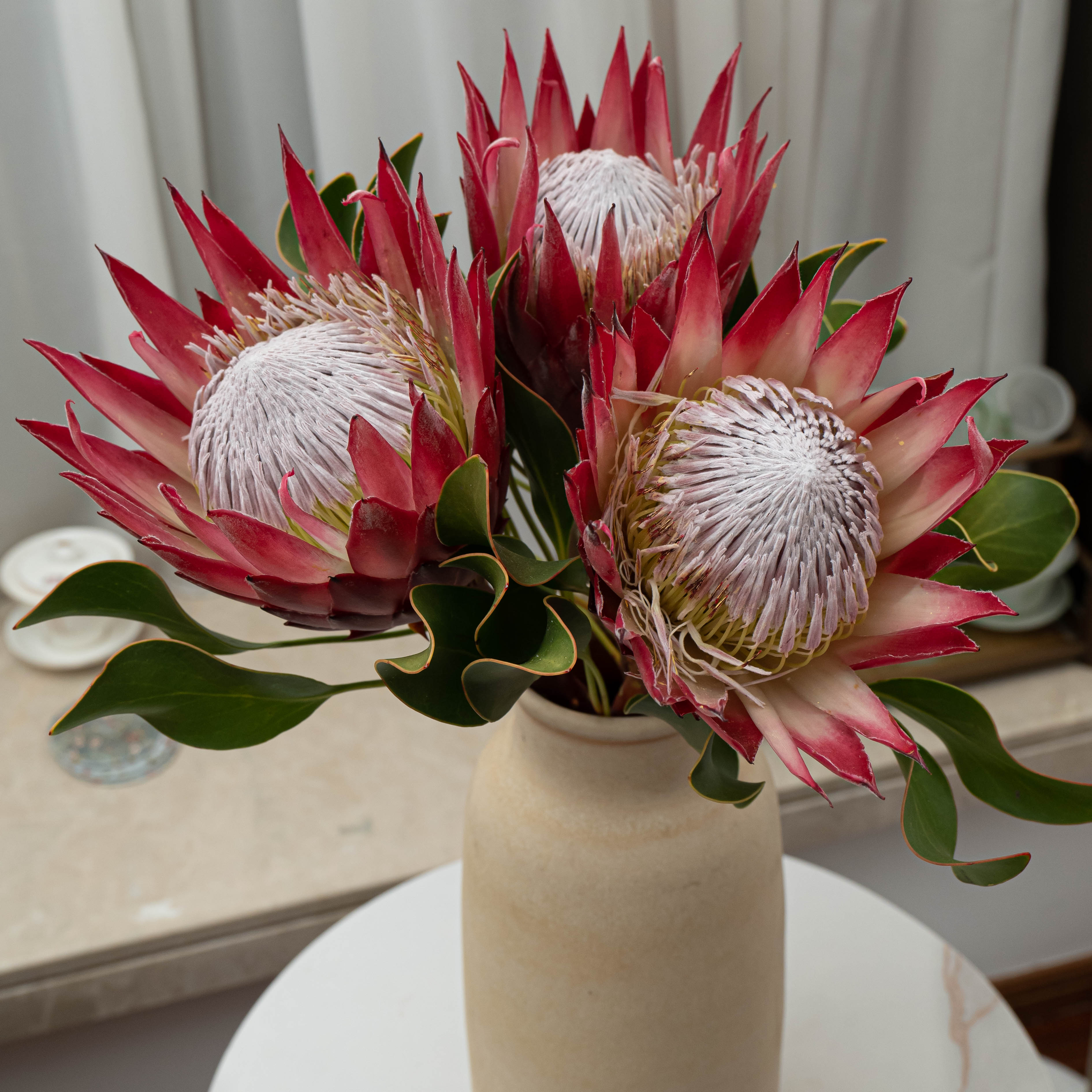 花使南非进口红帝王花 单支  高品质鲜切花 可做干花