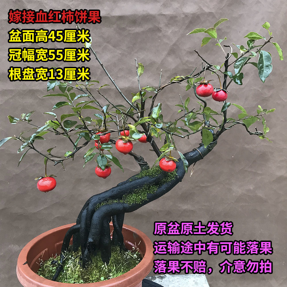 金弹子 灌木 原生地景母桩 