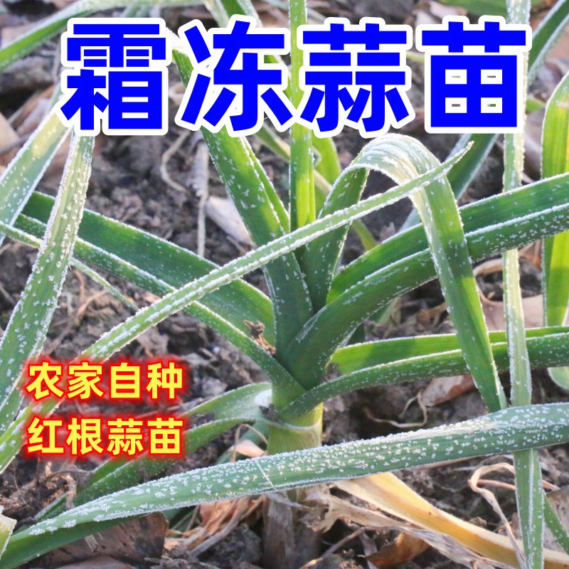 新鲜蒜苗露天霜冻蒜苗红皮蒜苗净重500克