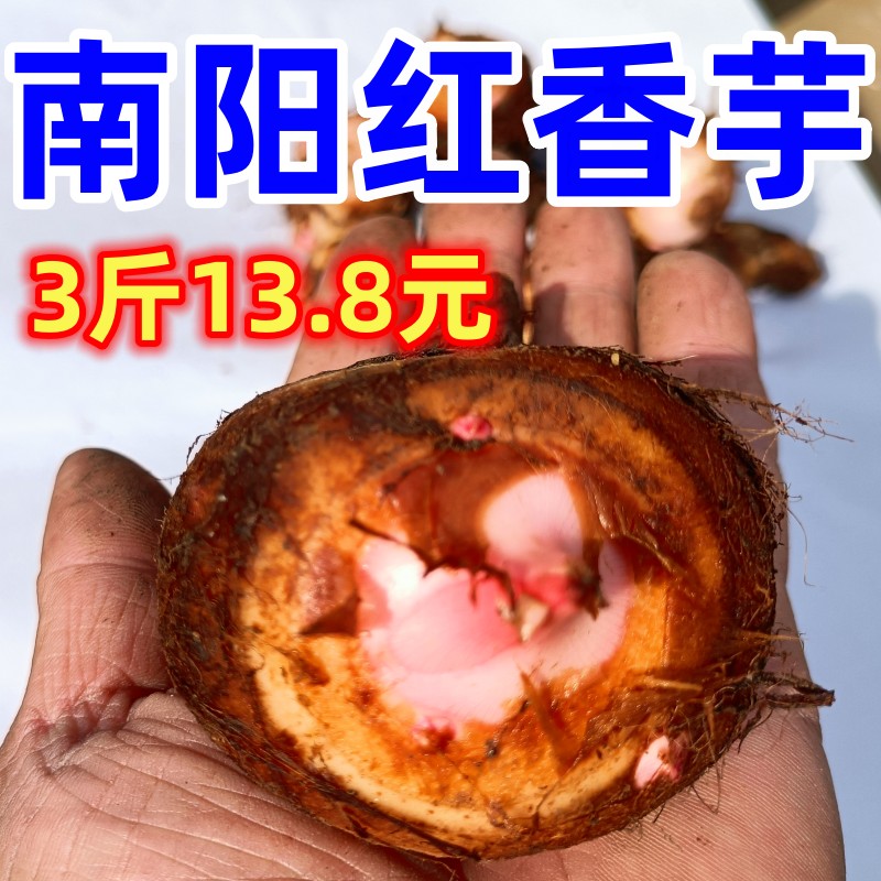 芋头芋艿红香芋红芽芋