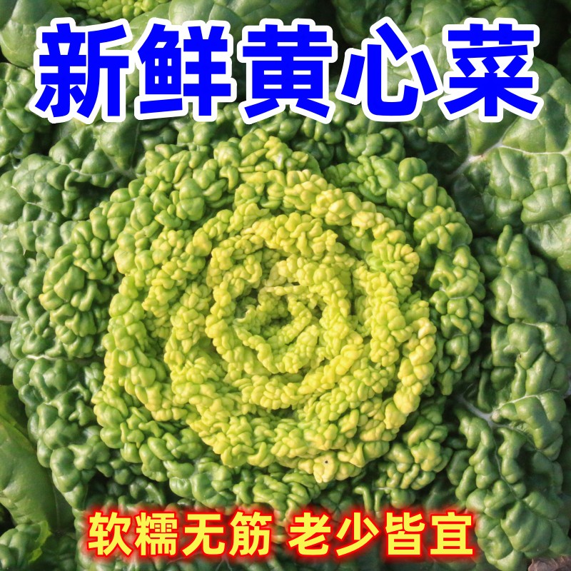 黄心菜菊花心菜霜冻口感软糯甘甜乌塌菜菜南阳特产露天种植霜冻菜