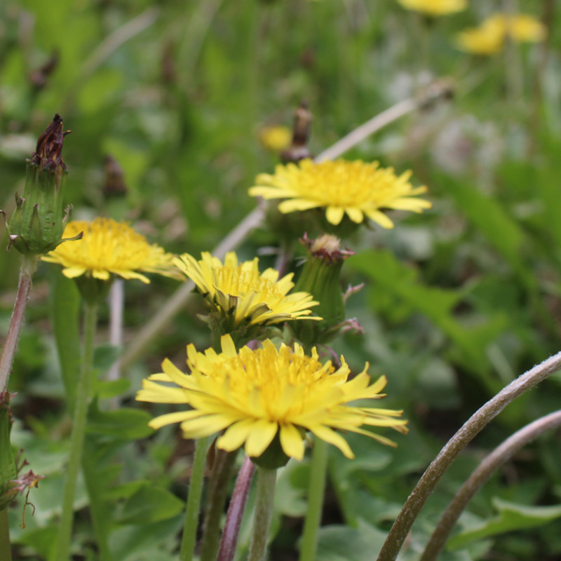 野生蒲公英新鲜现挖带根发货黑根