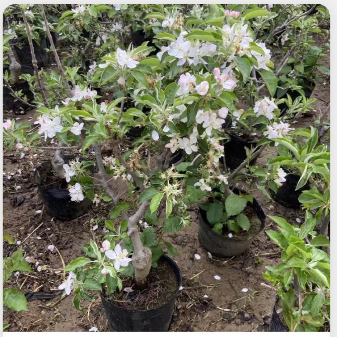 四季苹果树苹果盆景海棠花老桩盆景一物一拍