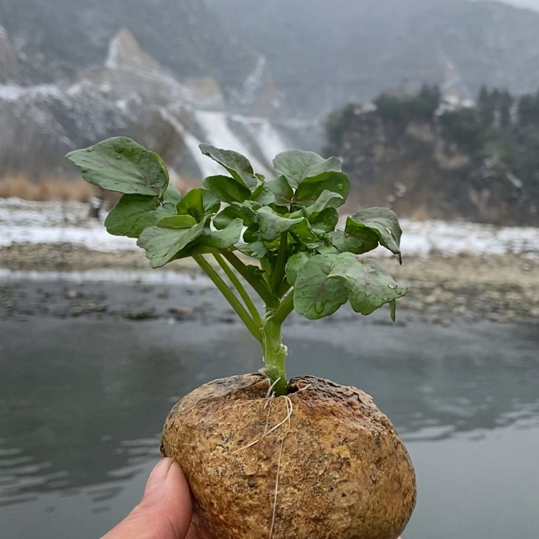 天然石盆一物一价、（不包邮）