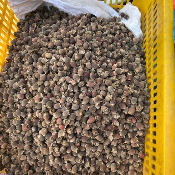 山捻大自然的货10斤装发顺丰 新鲜水果。不售后不发省外