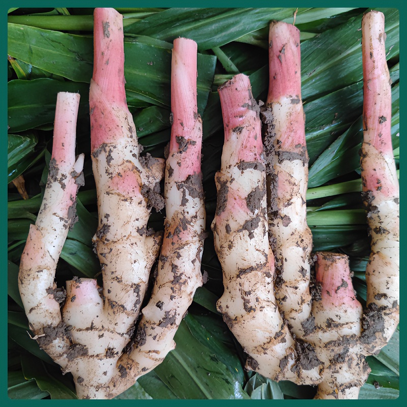 铜陵生姜新鲜生姜嫩姜新鲜仔姜子姜红芽姜泡老醋鲜姜2500克包邮