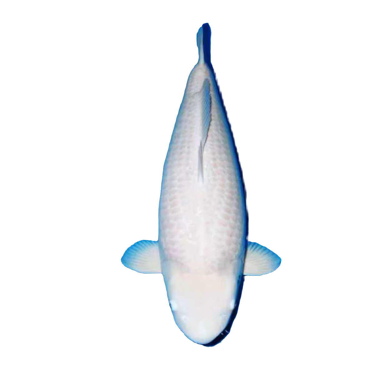 日本纯种锦鲤白金锦鲤