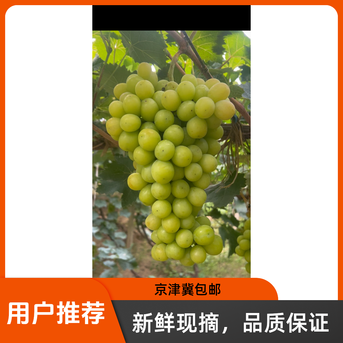 怀来沙土地阳光玫瑰不催熟