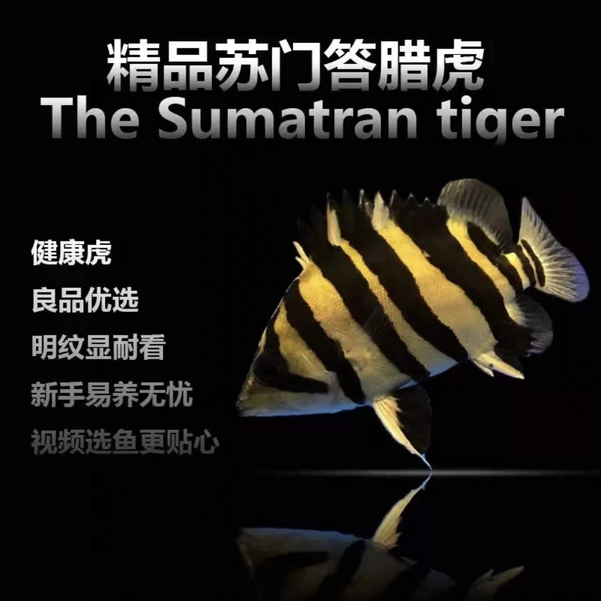 苏门答腊虎鱼苗虎鱼活体热带淡水观赏鱼