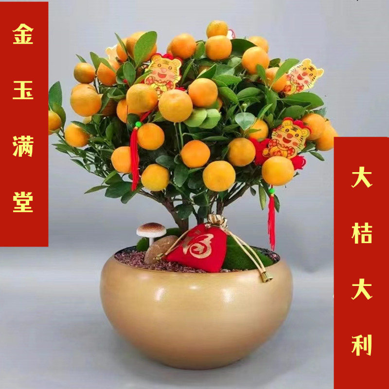 金桔盆栽一物一拍