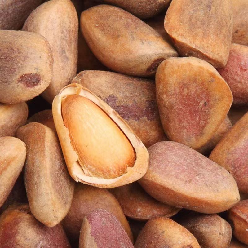 新货东北大粒生松子红松树树种子三斤包邮送夹子