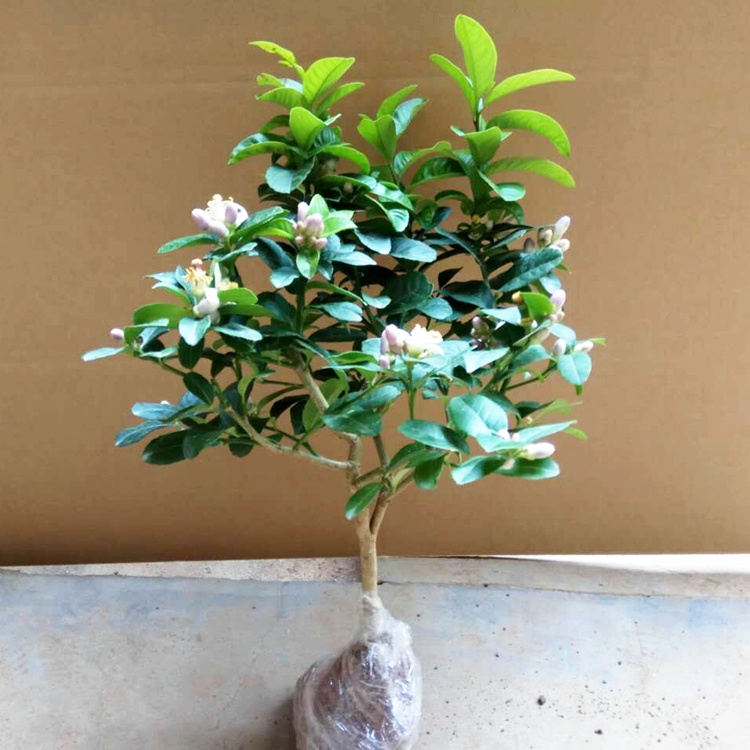 开花植物香水拧萌带花苞发货