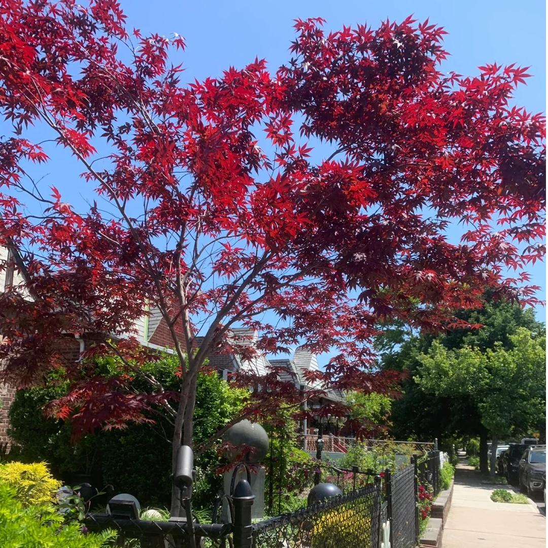 红枫日本红枫三季红红枫庭院植物阳台种植枫树阳台种植