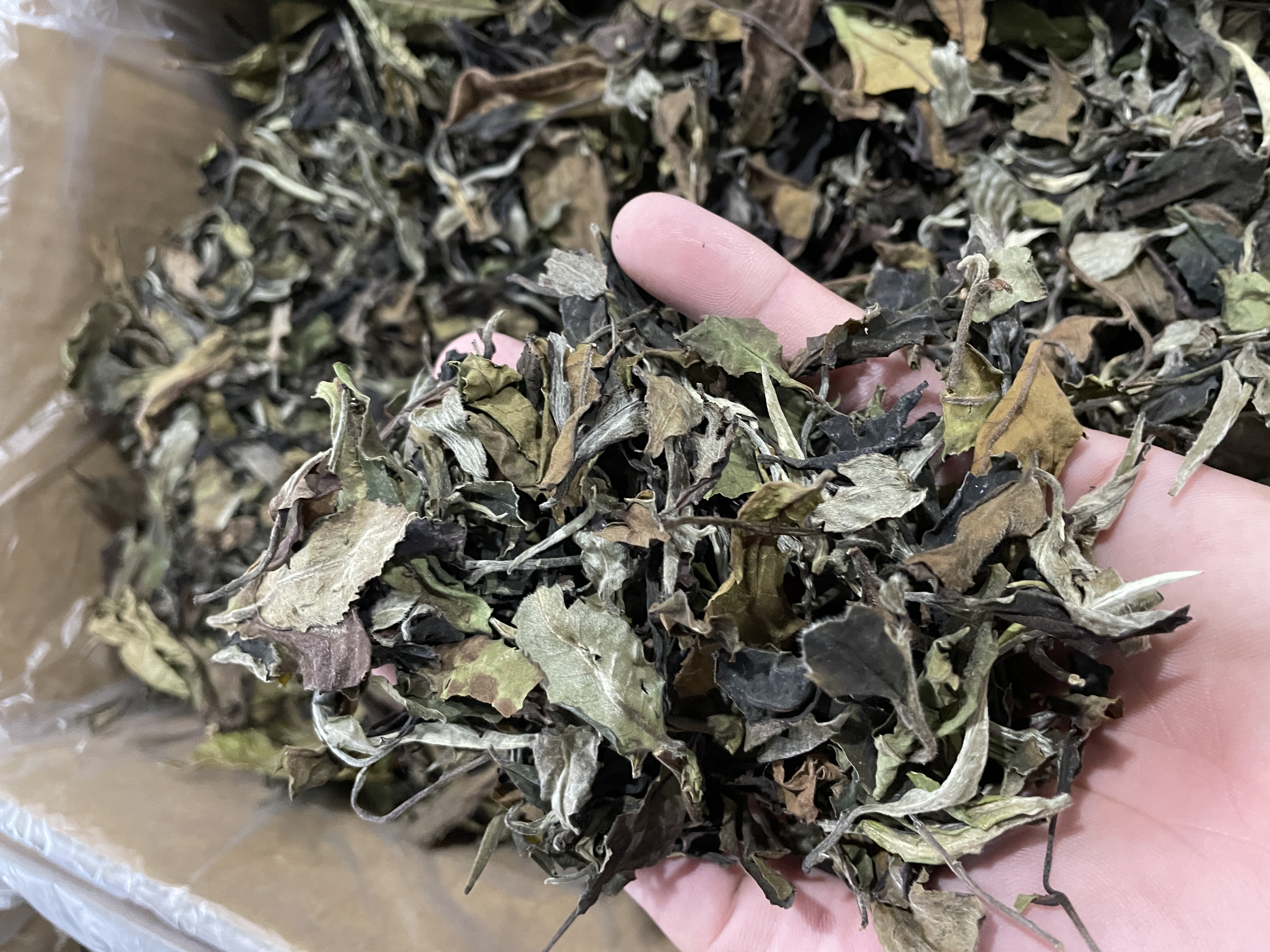 云南古树白茶（散茶）