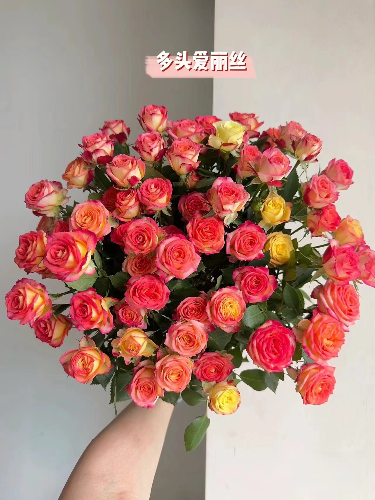 （一单包邮）爱丽丝多头玫瑰  云南基地直发