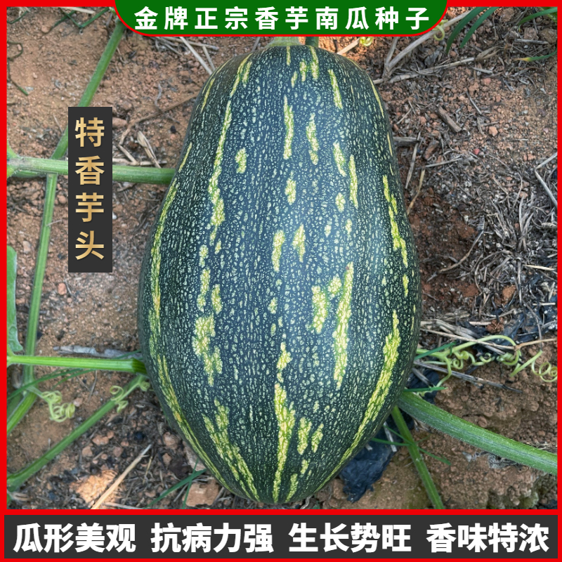 正宗广东特香香芋南瓜种籽香芋小南瓜种子甜粉糯浓香芋味蔬菜种子
