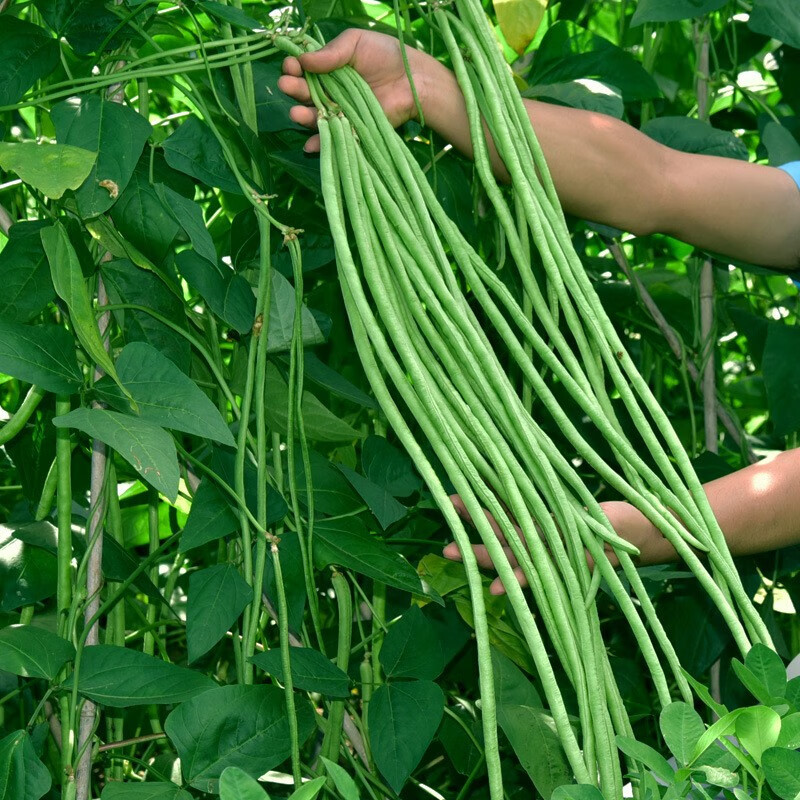 江西小五叶摘不败豇豆种子特长豆角春秋四季播绿条架豆蔬菜种子