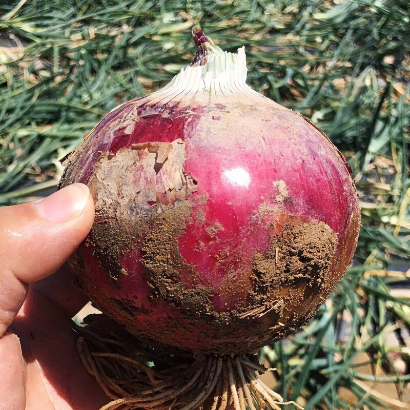 紫皮洋葱种子蔬菜春四季种植红皮圆葱种子家庭大圆洋葱四季种子