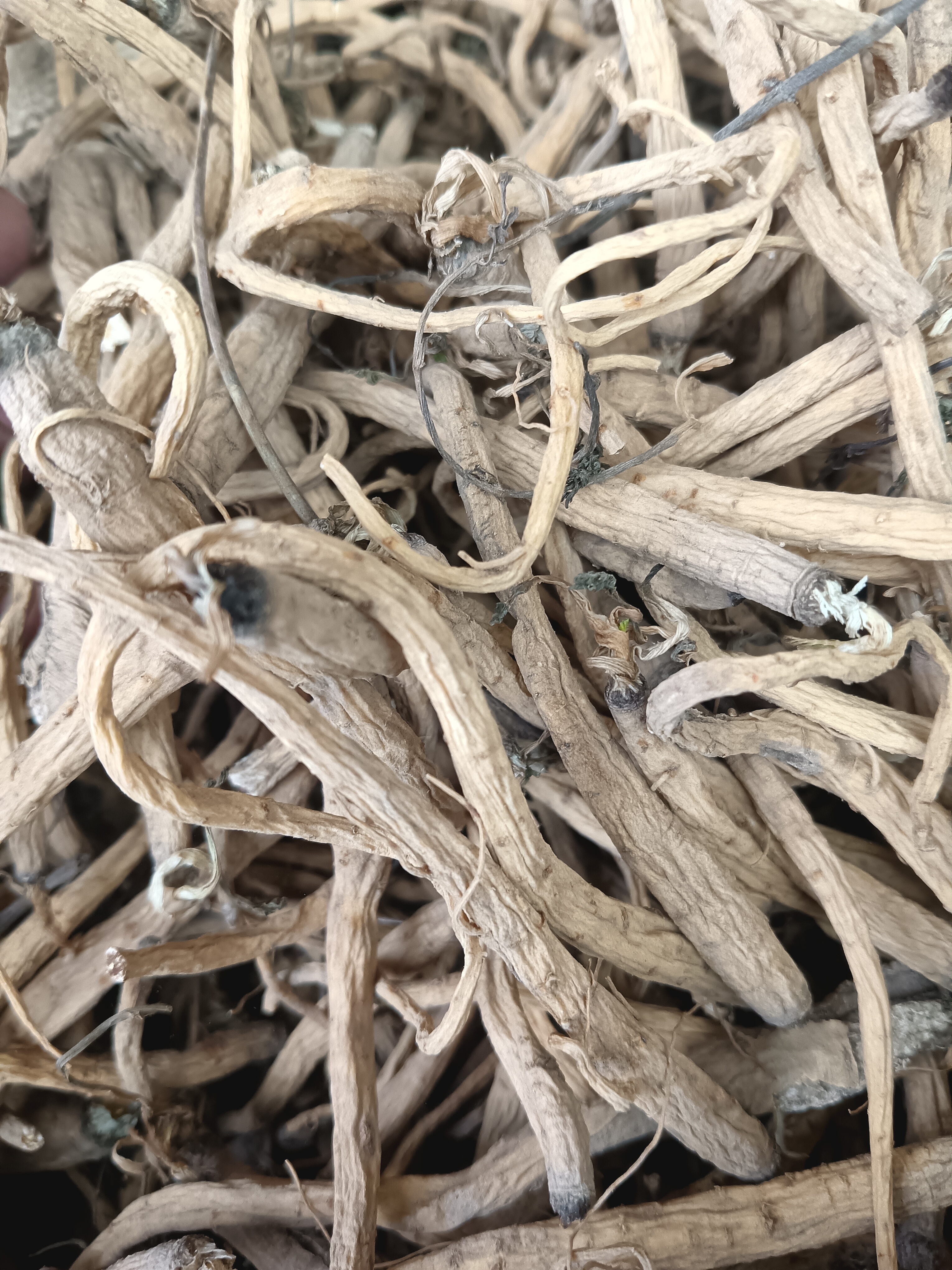 大山上采挖防风100克起包邮