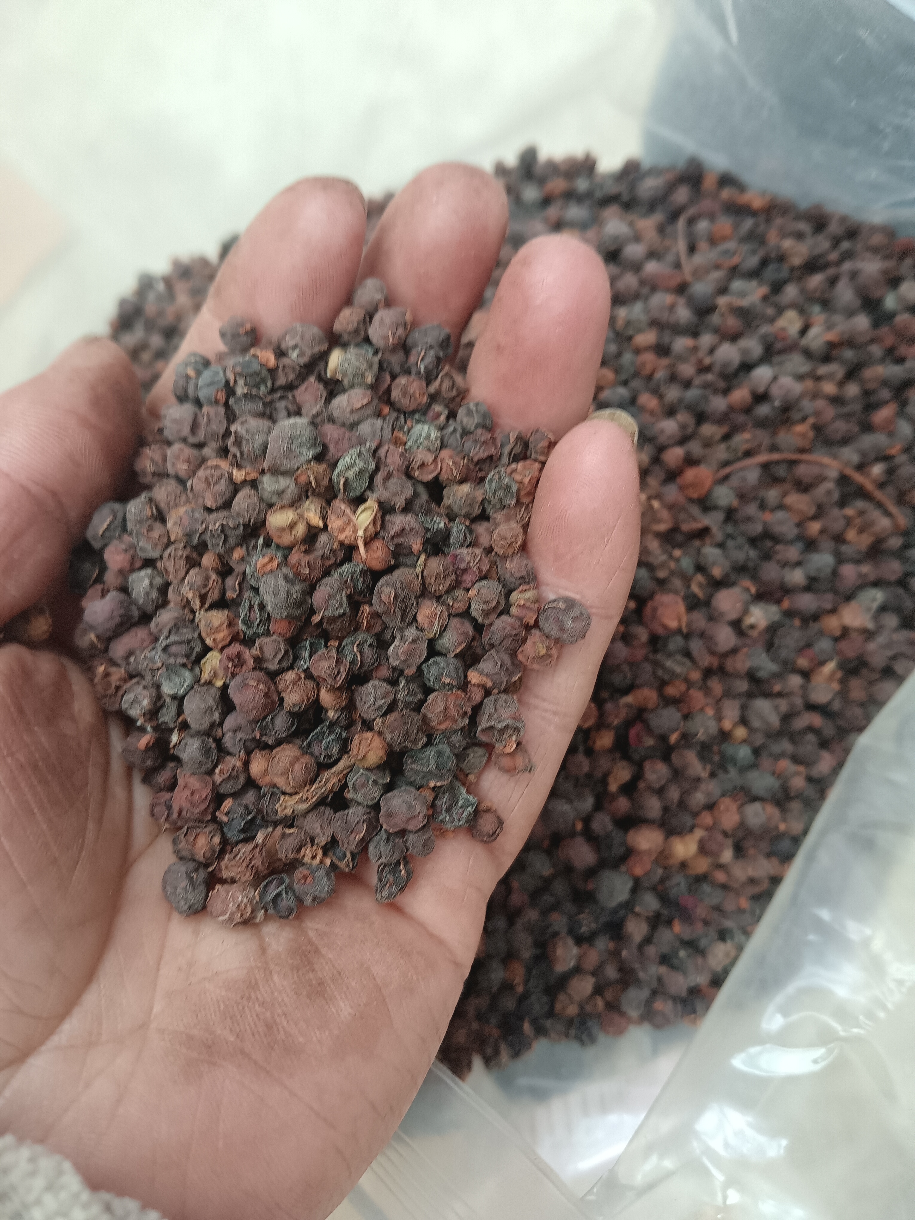 甘肃大山采摘五味子