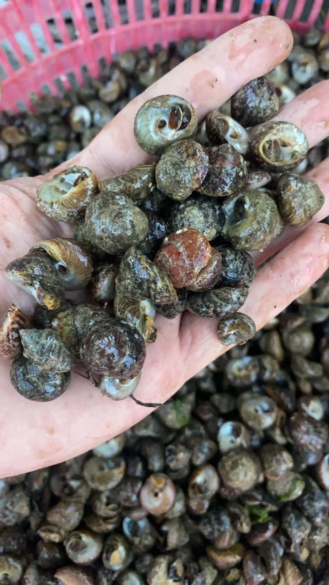 山东莱州赶海偏腚螺（小）转盘螺 盘螺 马蹄螺 螺类水产3斤