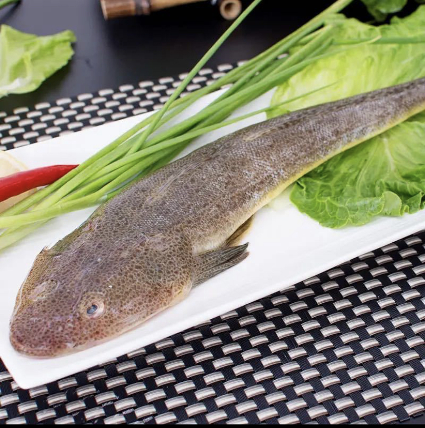 渤海湾野生小辫子鱼3斤