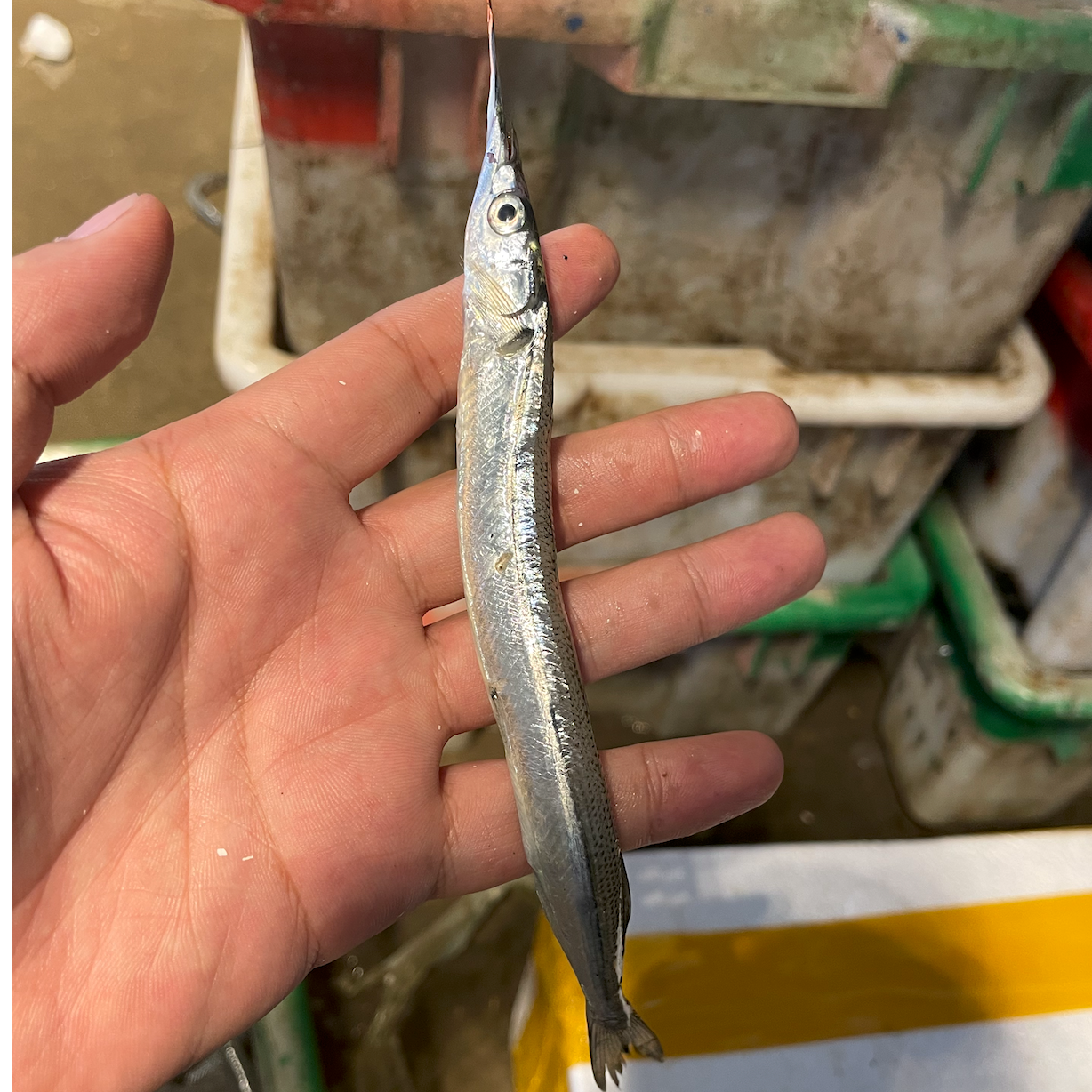 渤海湾棒棒鱼（小）5斤装｜1斤30条左右｜顺丰冷链发货