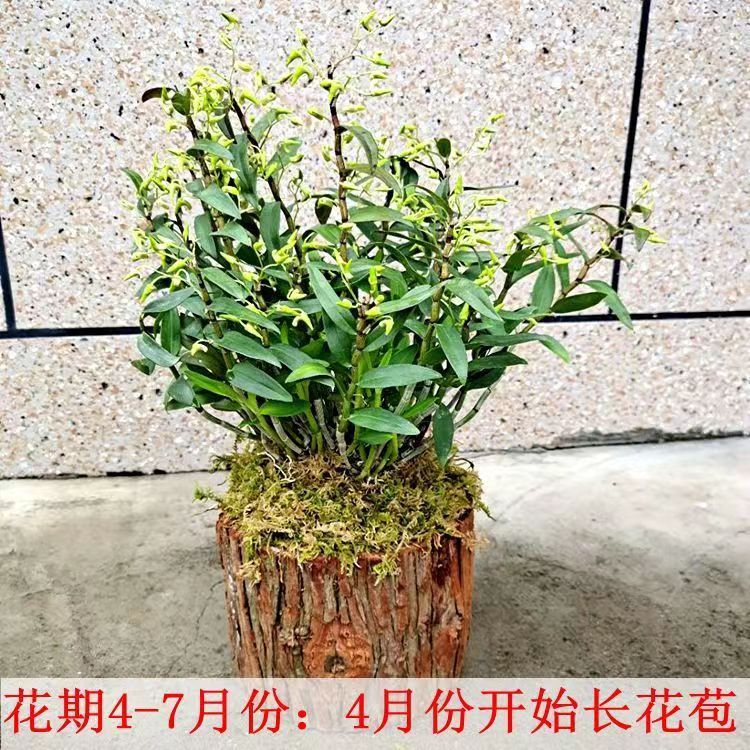 浙江雁荡山铁皮石斛苗木桩盆栽种好带木桩发货三年苗开花绿植花卉