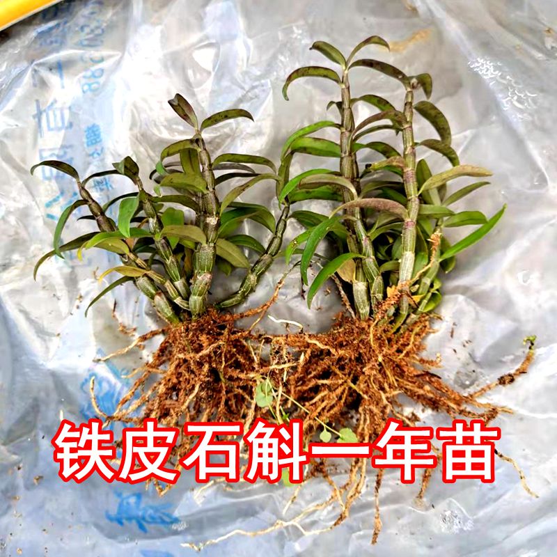 铁皮石斛苗一年苗正宗雁荡山可食用铁皮小苗懒人种植花苗绿植花卉