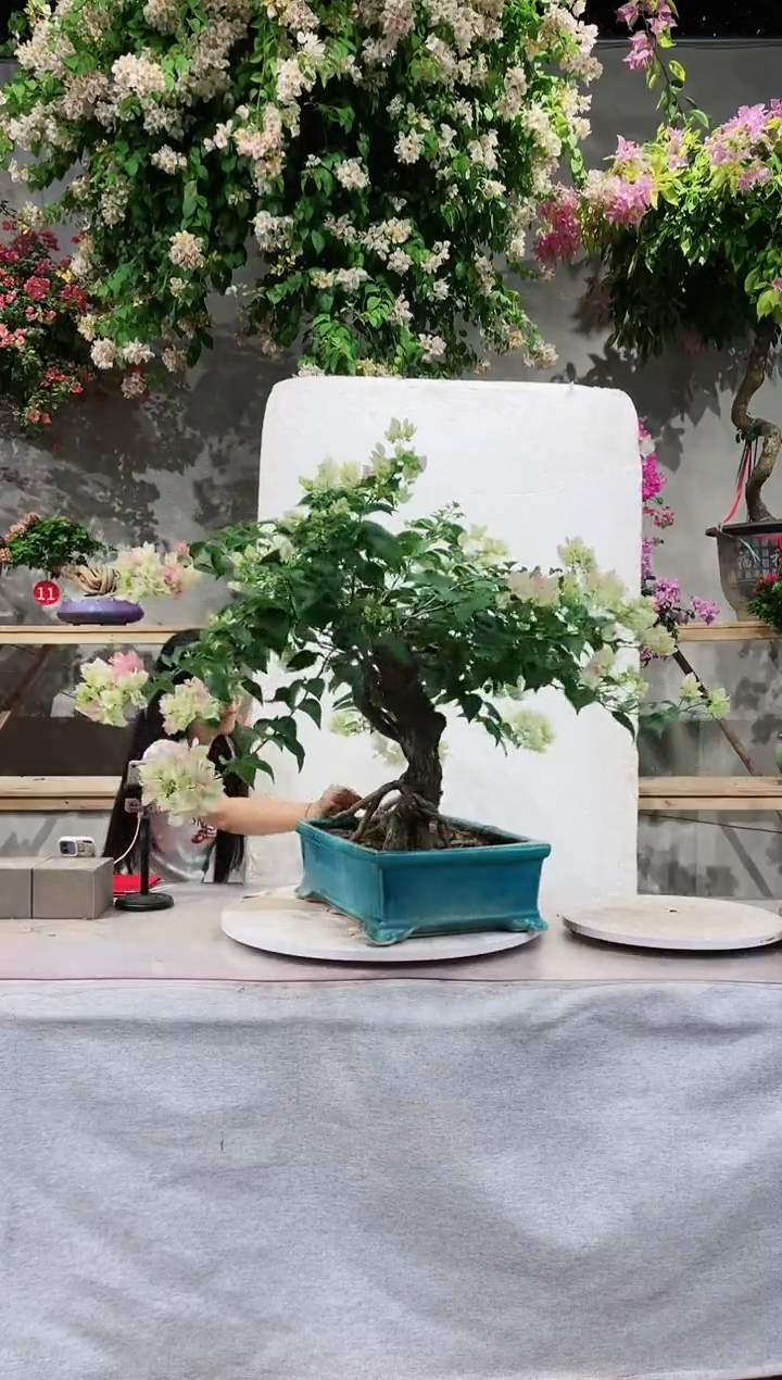 【闪购商品】盆景绿樱三角梅